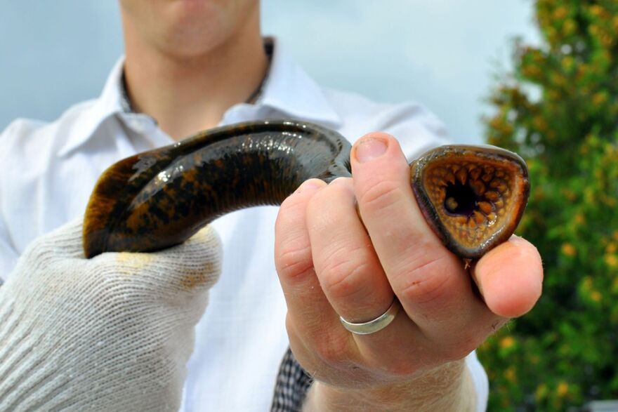 Adult lamprey develop ring-shaped mouths, which they use to suck the blood from native fish.