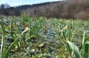 A field of crops with frozen ground.