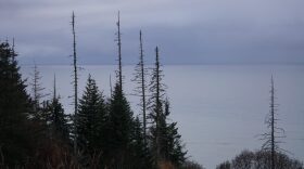 Low clouds hanging over Cook Inlet, with spruce trees in the foreground 