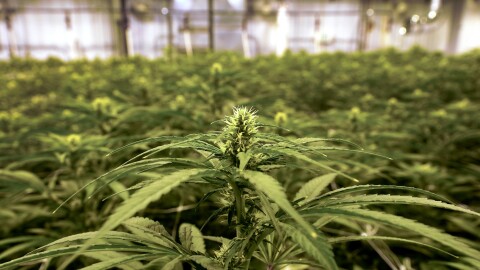 FILE - Cannabis plants are grown in a Jackson, Mich., facility on March 2, 2022.