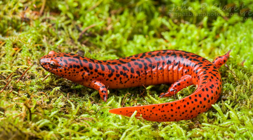 A Northern Red Salamander.