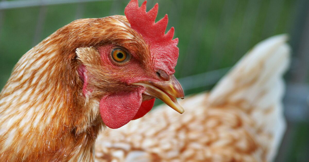 Exchange Exemplar Where All That Chicken Comes From Jefferson Public
