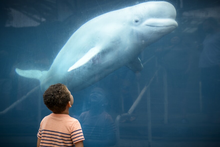 FILE: Exclaiming, “It had a really big forehead,” Hunter Elicker, 5, a visitor from North Carolina, watches a Beluga whale swim at Mystic Aquarium.