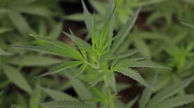 Industrial hemp's uses include producing paper, biofuel and fiber for cloth, according to the Virginia Cooperative Extension.