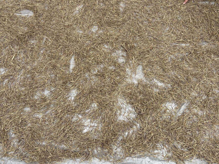Manoomin set out to dry.