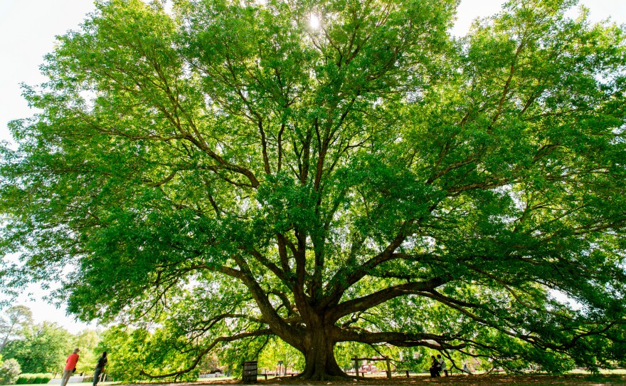 The Compton Oak in Colonial Williamsburg’s Historic Area will be the site of the Juneteenth Sunrise Service on June 16 at 6 a.m.