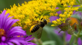 A bee native to Colorado gathers pollen on yellow, purple, and orange flowers