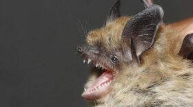 A California Myotis (Myotis californica) ba