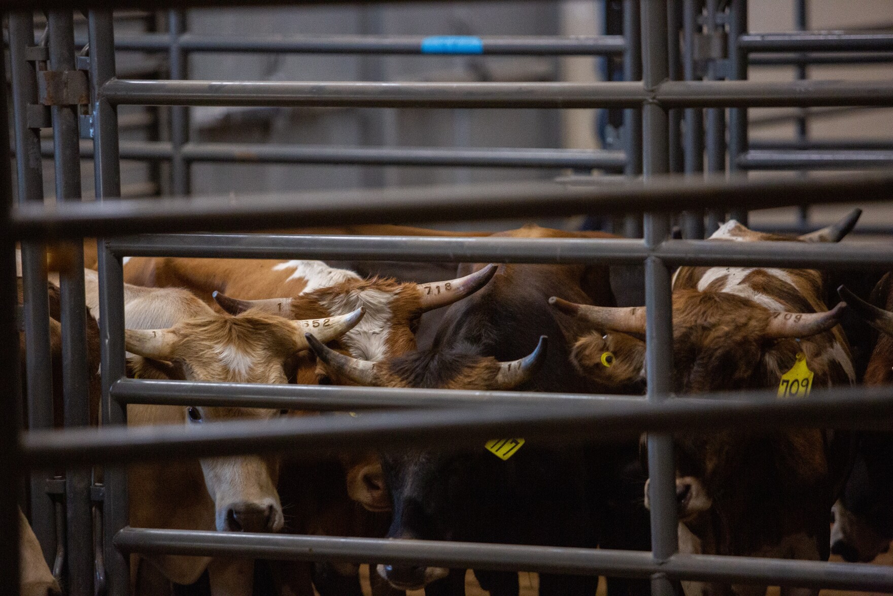 PHOTOS: Cowboys And Cowgirls Return To Texas Black Rodeo In Dallas | TPR