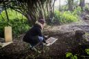 Annina Van Neel looks at a plaque commemorating the burial place of the remains of some   liberated African slaves found during the construction of a power plant, on October 18, 2017, at the graveyard of Saint Paul's Cathedral, south of Jamestown, in the British Overseas Territory of St. Helena. 
Skeletons of 325 former slaves were discovered during the construction of St. Helena's first airport on the South Atlantic island. After it abolished slave trade in 1807, Britain intercepted Portuguese slave ships sailing off the waters of St. Helena, which lies on what was then a notorious slave route from Africa to the Americas. Between 1840 and 1865, around 25,000 slaves were freed and released on St. Helena, according to historians. (Gianluigi Guerica/AFP via Getty Images)Skeletons of 325 former slaves were discovered during the construction of St. Helena's first airport on the South Atlantic island. After it abolished slave trade in 1807, Britain intercepted Portuguese slave ships sailing off the waters of St. Helena, which lies on what was then a notorious slave route from Africa to the Americas. Between 1840 and 1865, around 25,000 slaves were freed and released on St. Helena, according to historians. (Gianluigi Guerica/AFP via Getty Images)