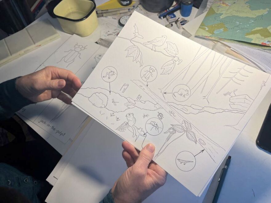 Bernstein has been drawn to natural science illustration for decades. She's drawn coloring illustrations for students to use in school.