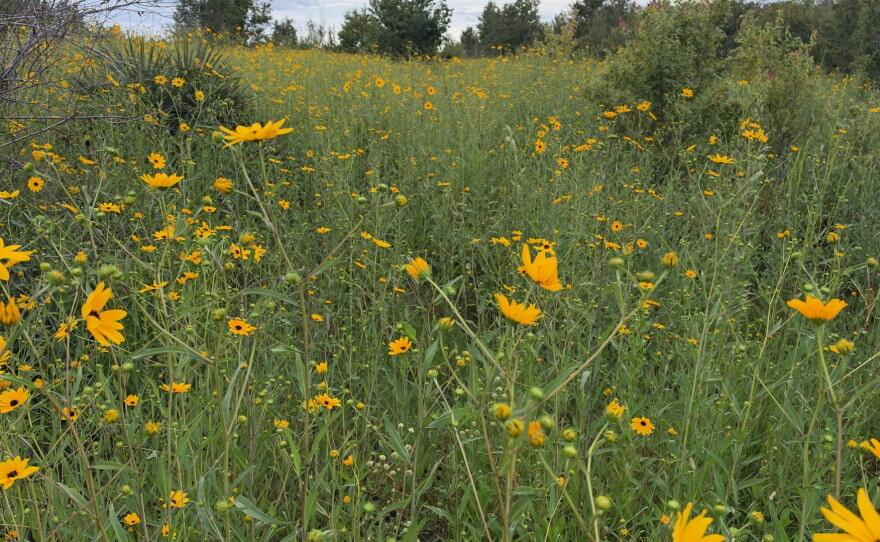 Acres and acres of Collier County Conservation Pepper Ranch Preserve are transformed into a sea of gold each October as the native wildflowers known as Southeastern sunflowers reach full bloom. As you travel to the sunflower fields spot deer, turkey, hawks, sandhill cranes and members of the resident cattle herd that call Pepper Ranch Preserve home.