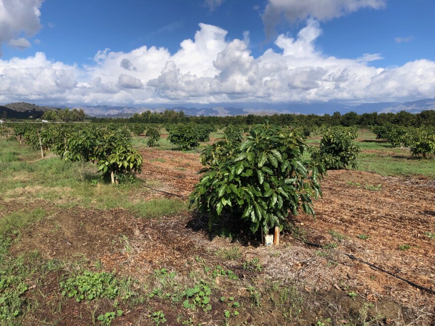 Crops await harvest in a field on a sunny day.