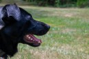 Changing routines, shady areas and plenty of water can help keep your pets cool during the heat.