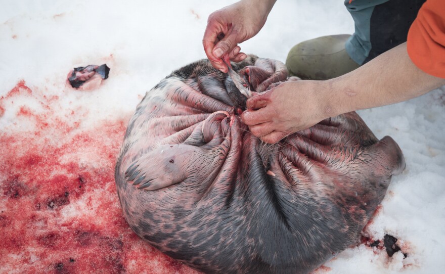 After catching a ringed seal on the sea ice near Arctic Bay, Rex Willie slit it open and then wove a strip of sealskin through the edges to make a drawstring bag. The thick layer of seal blubber acts as insulation to keep the meat and organs fresh until it is eaten later.