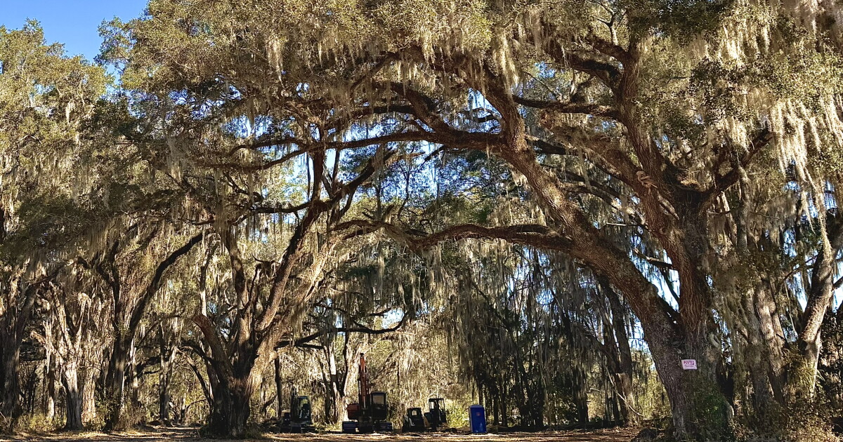 Alachua County's disappearing oak forests