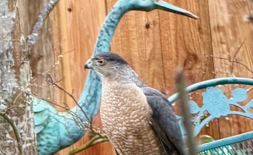 Vicki was visited by this Coopers Hawk. She said, "We feed a variety of birds year-round. I think this hawk was looking for breakfast and a drink from our water feature. Fortunately, all birds, squirrels and the family dog survived. 🤗"