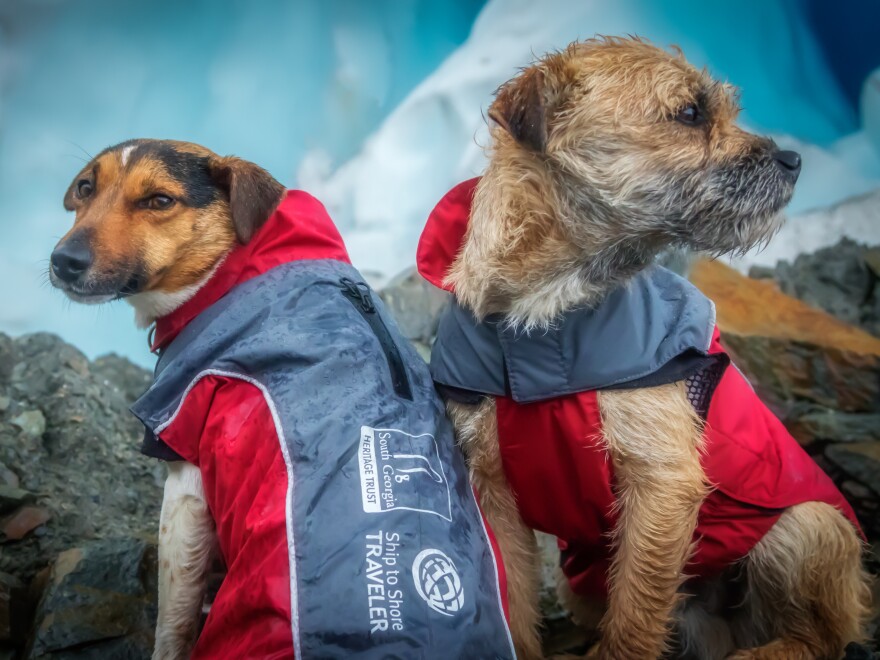 Rat detection dogs Will and Ahu, seen on the job earlier this year on South Georgia Island.