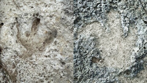 Dinosaur tracks are shown in a Big Sandy Creek neighborhood. The tracks were found during clean up following the July 5 flood.