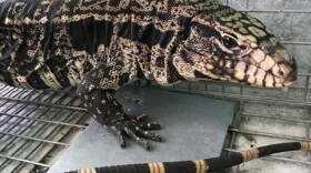 According to Florida wildlife officials, invasive Argentine black and white tegus are large lizards that can reach nearly five feet in length, and they have a mottled black and white coloration that often is arranged into a banding pattern across the back and tail. 