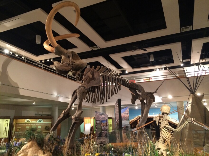 A human and mammoth skeleton in a museum.