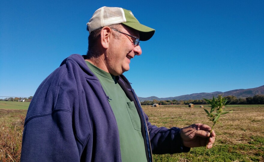 Rodes admires one of the hemp flowers on his family farm in Port Republic, Va.
