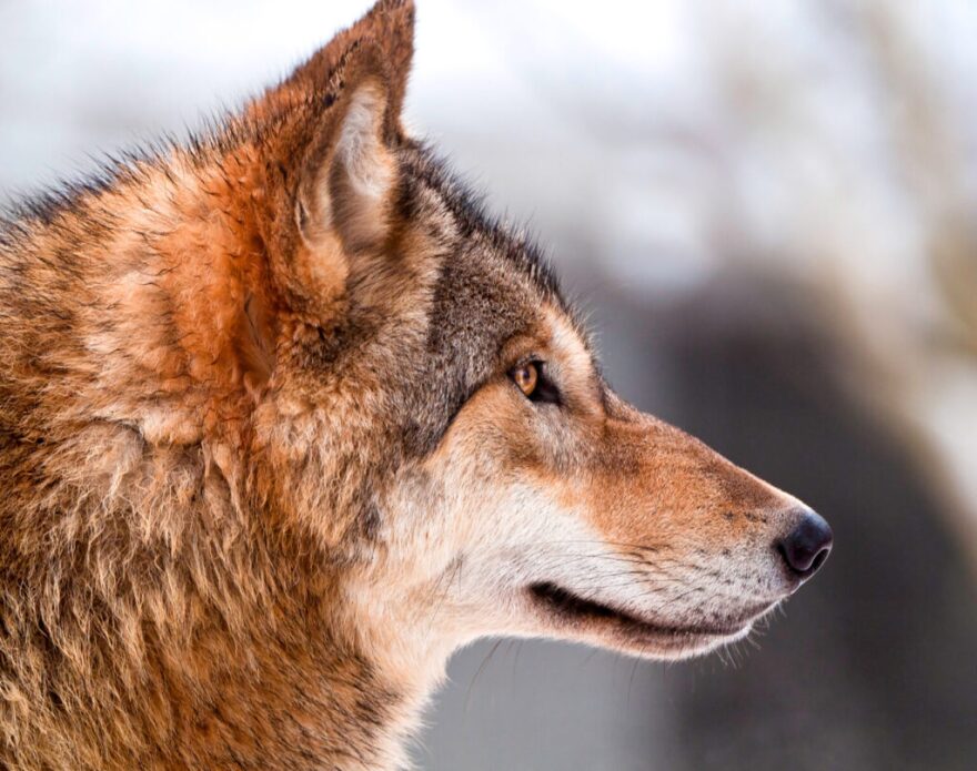 Lewis and Clark District Court Judge Christopher Abbott issued a temporary restraining order effective immediately that would stop snaring, cutting back the wolf hunting in areas around Yellowstone and Glacier national parks, and set the “bag limit,” or number of wolves that can be killed, back to 2020 standards. (Photo via Flickr | CC-BY-SA 2.0).
