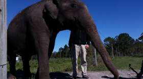 70 year-old female Asian elephant, Mysore, at Ringling's Center for Elephant Conservation.