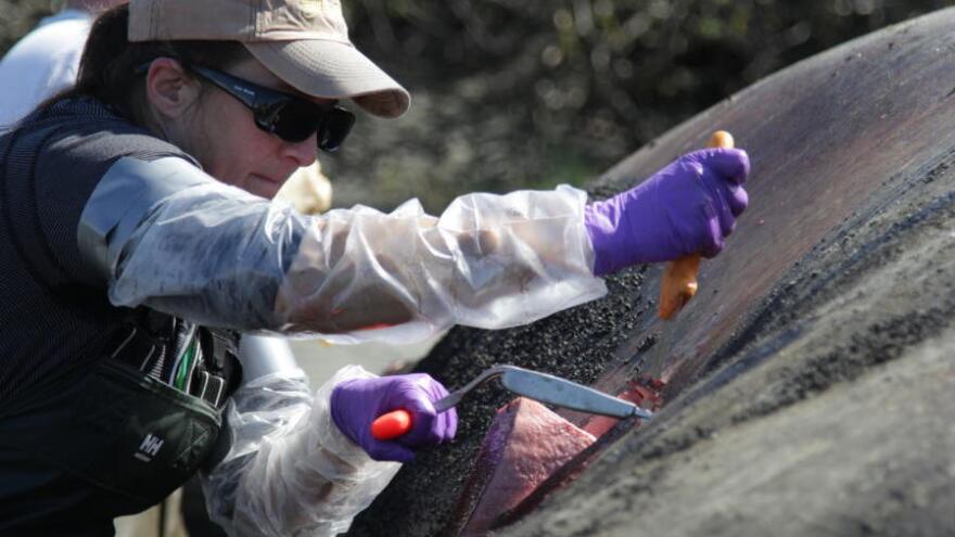 Dr. Kathy Burek, a veterinary pathologist, slices through the blubber layer on a gray whale that was beached outside Anchorage, Alaska, earlier this month. Scientists are trying to figure out why so many gray whales are dying.