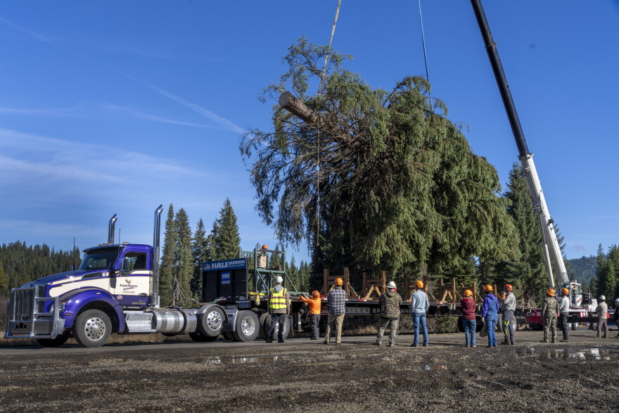 Nez Perce-Clearwater National Forests staffers standby as the 2026 Capitol Christmas Tree is mounted on the trailer before preparing it for transfer off the forest. The 2026 U.S. Capitol Christmas Tree, a 76-foot tall Englemann Spruce at Musselshell Meadow, was harvested on Oct. 24, 2026 before it makes its 2,500-plus mile journey to the West lawn of the Nation’s Capitol.