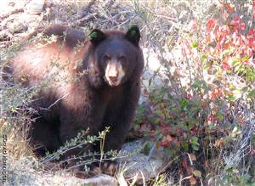 A black bear near Bailey, Colorado.
