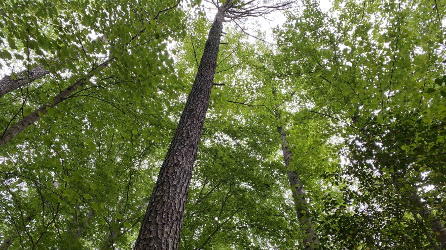 Trees at the Great Dismal Swamp National Wildlife Refuge in Suffolk. (Photo by Katherine Hafner)