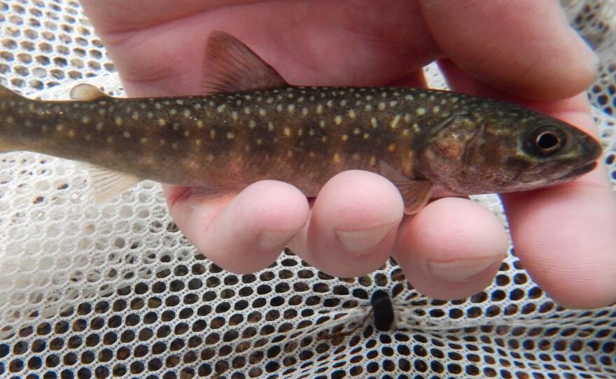 Scientists have to work fast to get this young bull trout to the upper lake. They'll tag it before release, to track its further adventures.