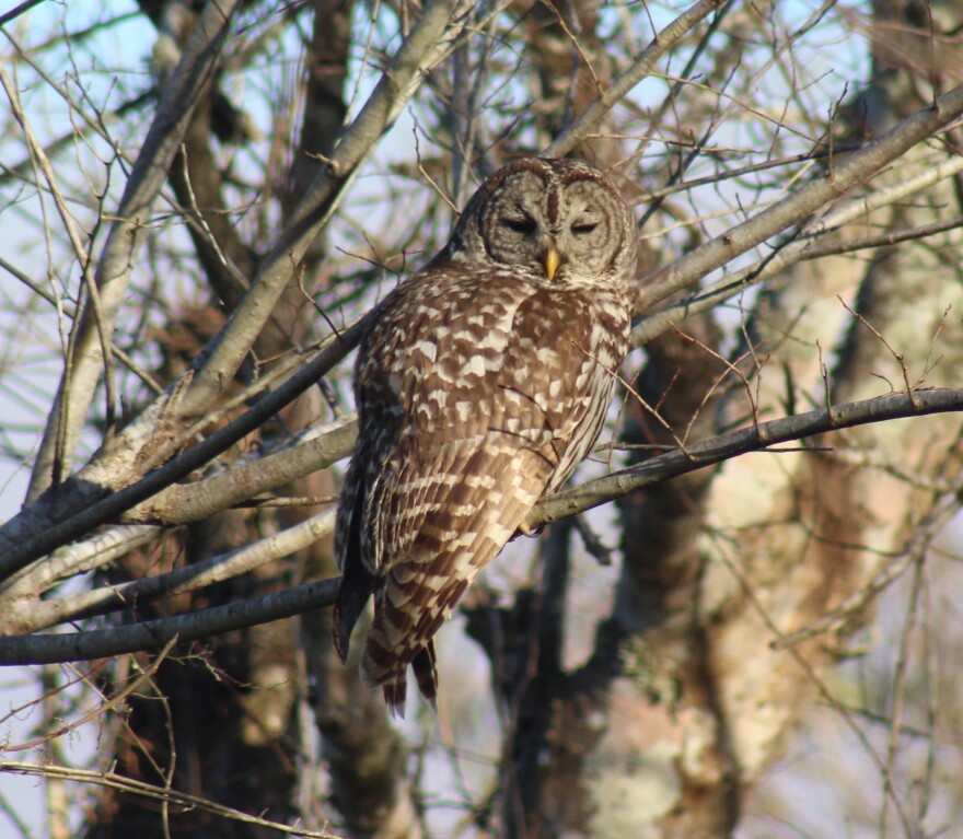 Barred Owl - Submitted by Chuck Oehme