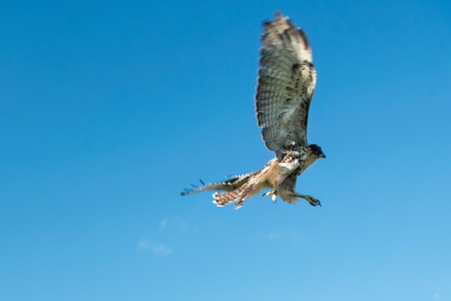 A hawk in flight after its release