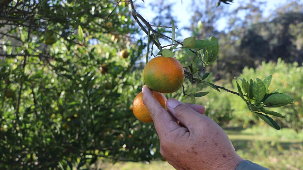 The 20-year fight against citrus greening in Florida has farmers and researchers exhausted - Vimarsana News