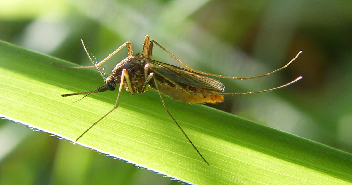 Mosquitoes, Disease, and Global Warming