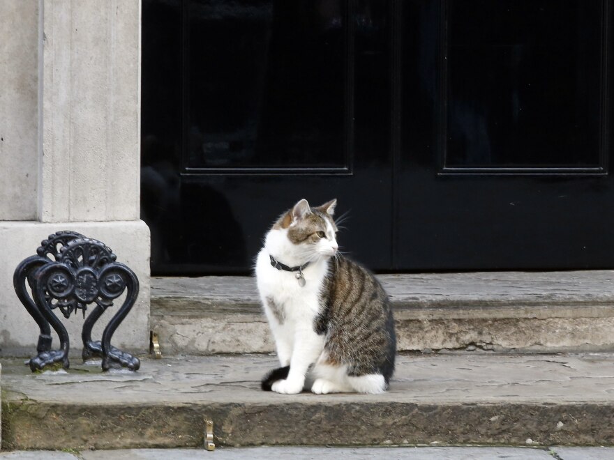 Prime Minister David Cameron's cat, Larry, sits on the steps of No. 10 Downing St. in London on June 24, the day Brexit voting results were announced. If the Cameron family wants to take Larry along on holiday to France, a Brexit could complicate plans. It's possible that traveling to and from the EU with pets will grow more cumbersome.