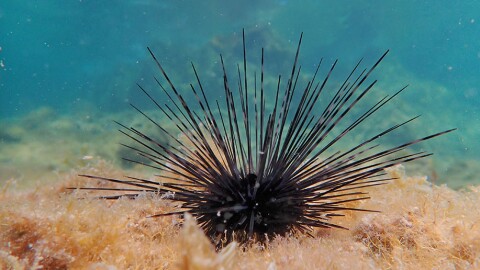 Sea urchin with spiny tentacles 