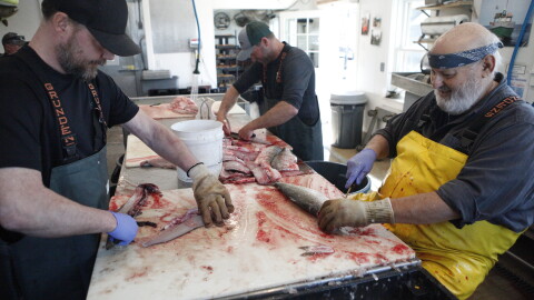 Jim VerSnyder (right) filets a whitefish at Carlson's Fishery in April, 2024. (credit: Dan Wanschura / Points North)