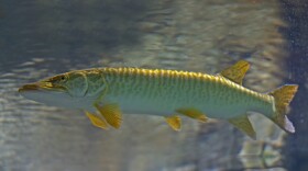 Cave Run Lake Fish Habitat Improvement Project - Kentucky