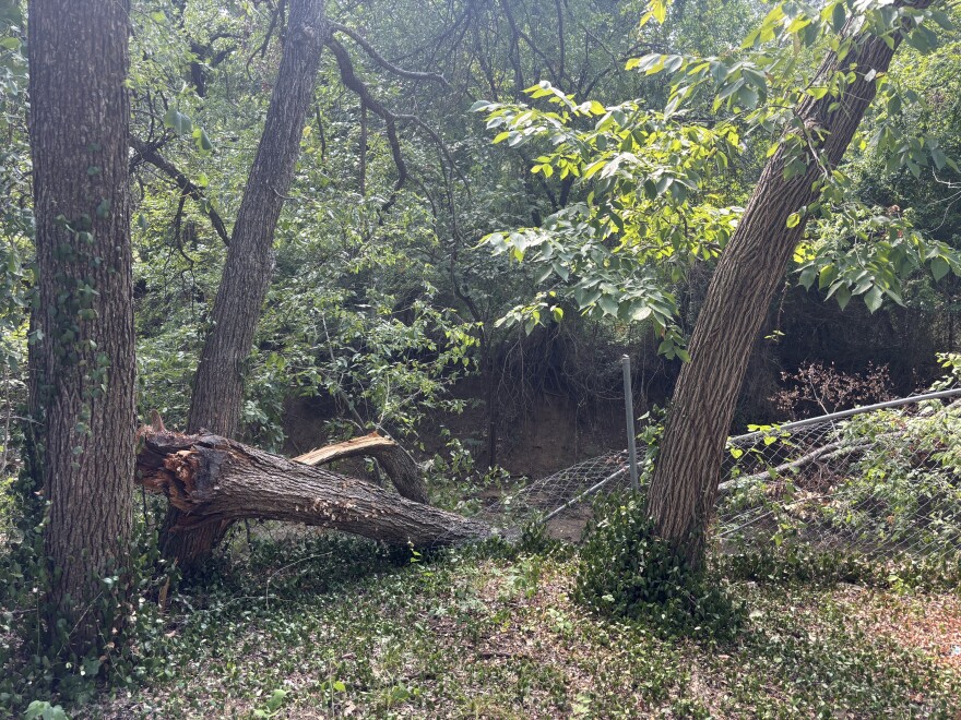 A tree has fallen and a fence is collapsing due to stormwater erosion.