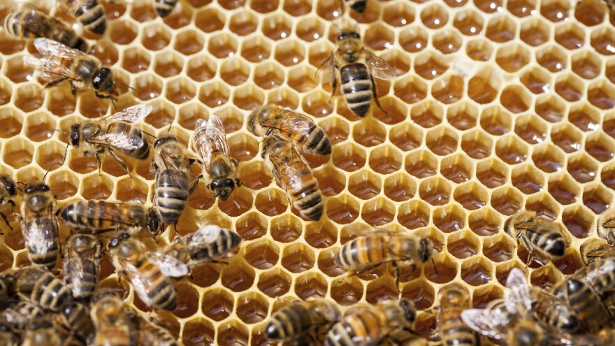 The decline of honeybees has been attributed to a variety of causes, from nasty parasites to the stress of being transported from state to state to feed on various crops in need of pollination.