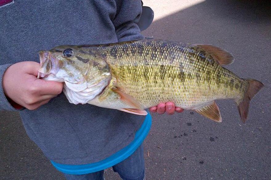 Alabama bass readily interbreed with native bass. The photo shows an Alabama bass/Smallmouth bass hybrid caught in W. Kerr Scott Reservoir in Wilkes County. Image courtesy of the North Carolina Wildlife Commission