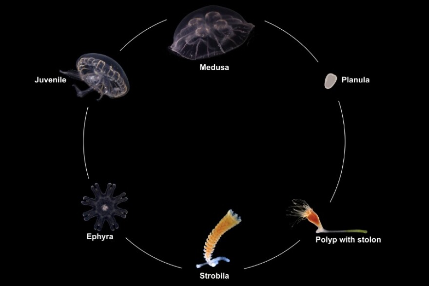 Photos of Aurelia profunda‘s life cycle.