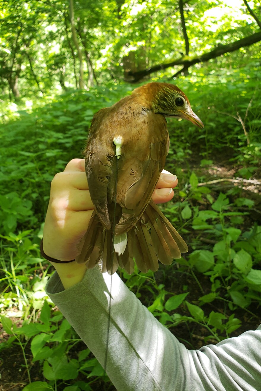 A hand holds a chestnut brown bird with a white nob on its back in a forest.