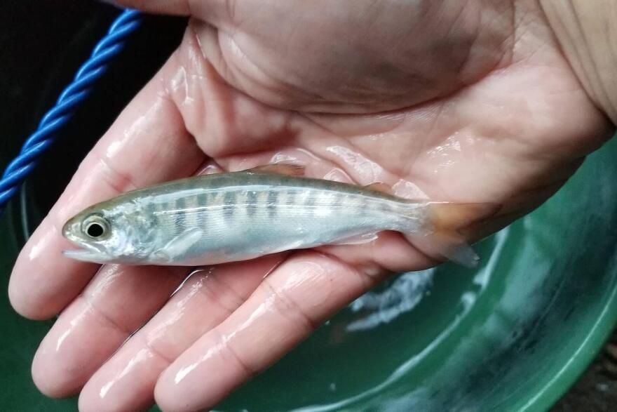 Juvenile Southern Oregon/Northern California Coast coho salmon growing in restored habitat on Lawrence Creek in Northern California.