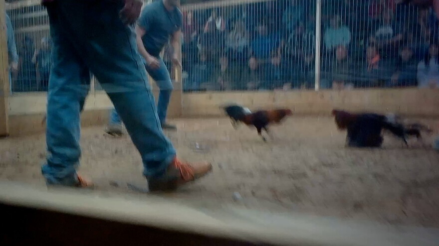 Undercover footage of a cockfight at a Kentucky pit.