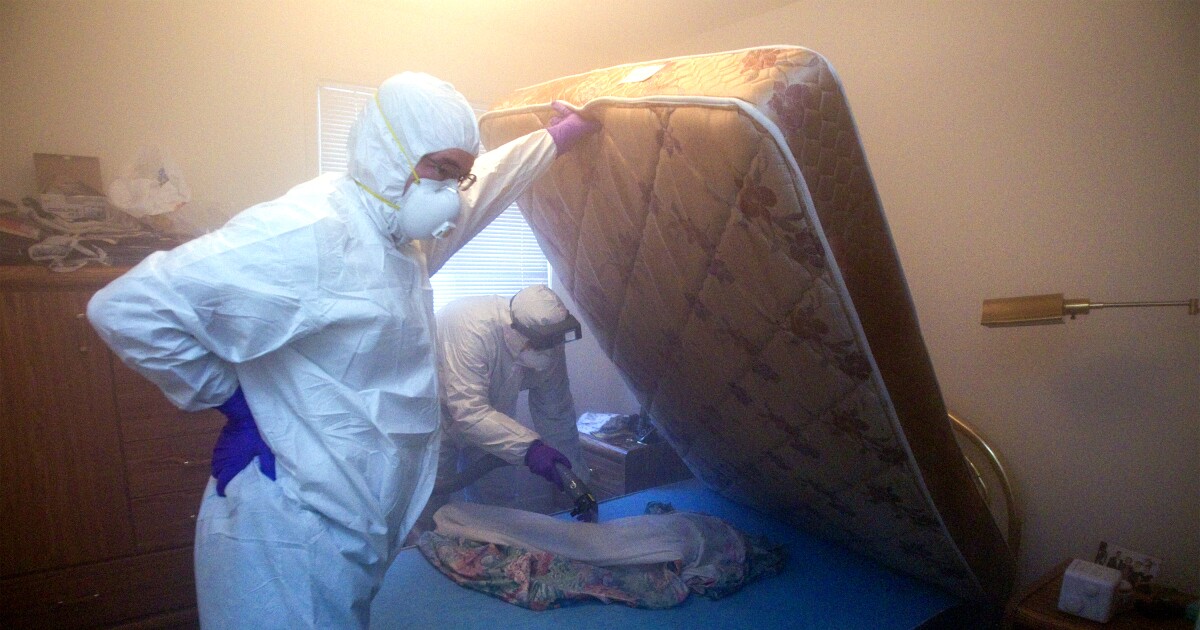 Hartford bed bug infestations are among the worst in the U.S., report finds