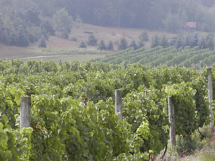 Vineyard in Leelanau County